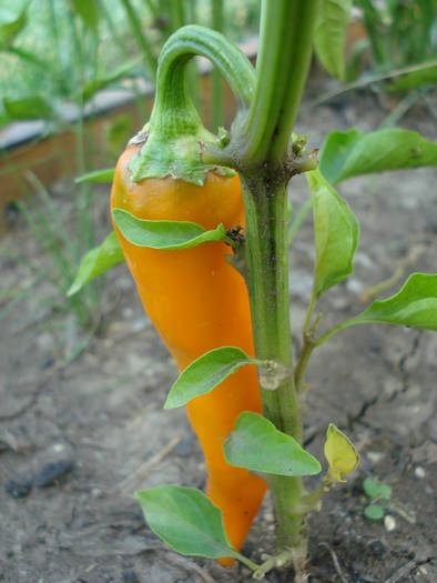 Shipkas (2009, August 04) - Bulgarian Carrot Chili Pepper