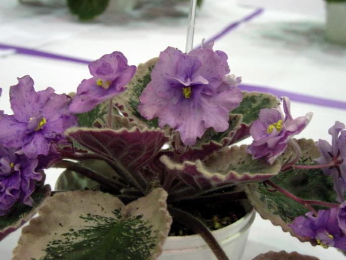 buckeye_everybodys_fantasy_2005avsa - violete de pe net