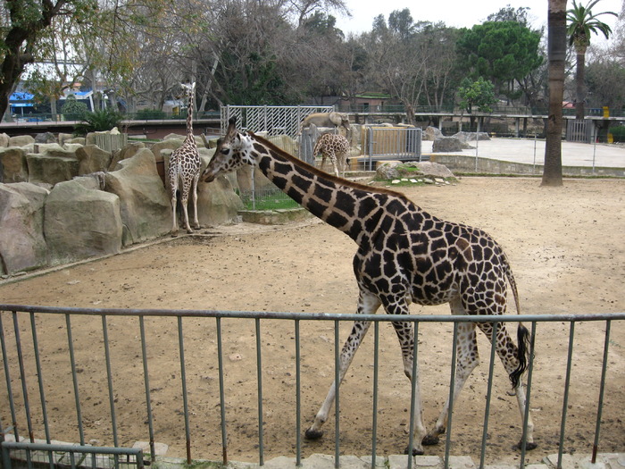 IMG_0479 - Gradina Zoologica din Barcelona