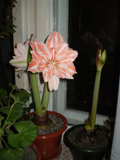 Double Record si in dreapta se pregateste Passadena