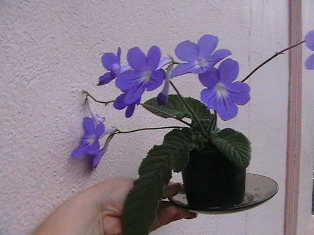 Picture 006