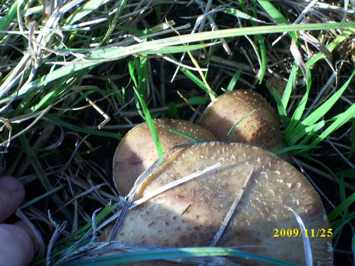 DSCI3024 - bureti si ciuperci