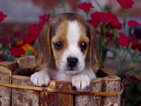PUP09RK009804 - poze catei