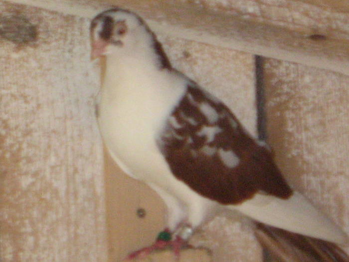 Femela florie Cazatoare - E- Poze vara 2009