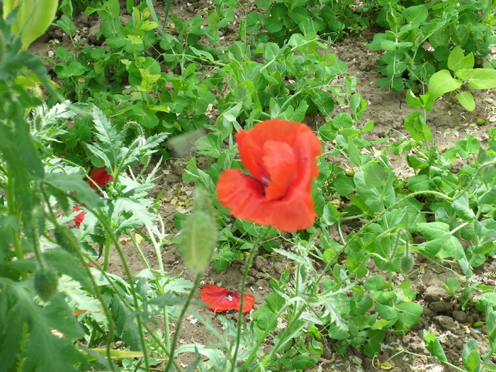 DSCI0353 - flori din gradina mea