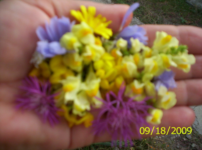 Flori,flori; flori de camp in palma mea
