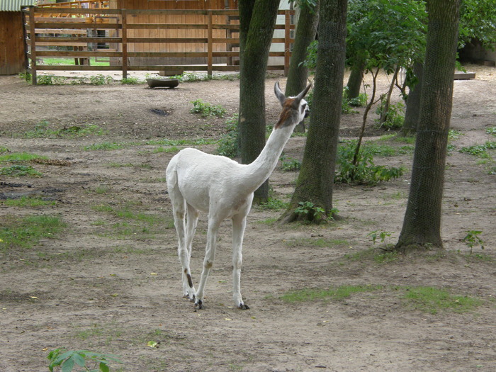 P7040055 - Zoo Nyiregyhaza 2009