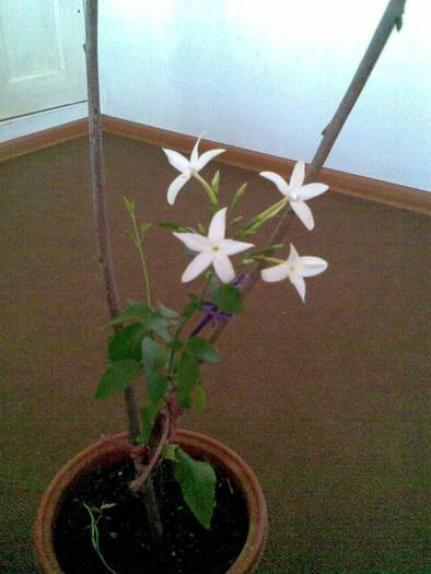 jasmin - FLORILE MELE DRAGI