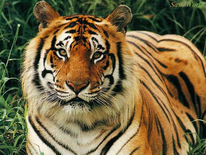 Tiger - Animals PLANET 1
