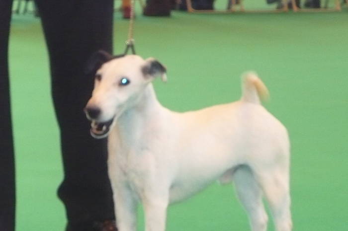 P1050481 - crufts 2009 smooth fox  and wire