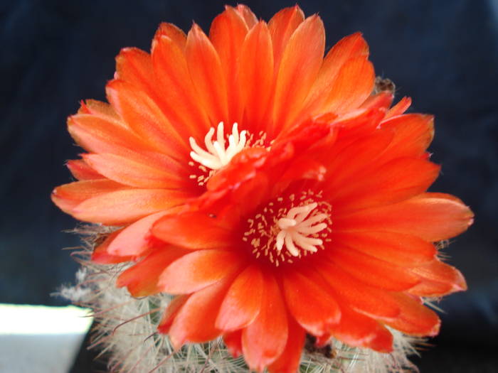 DSC06619 - Cactusi