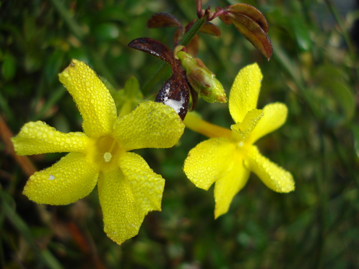 Jasminum nudiflorum (2009, Nov.21)