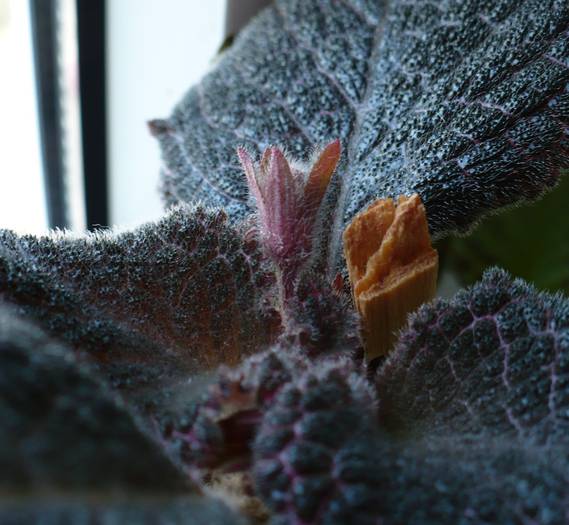 boboc - Episcia 2009 - 2010 - 2012 - 2014