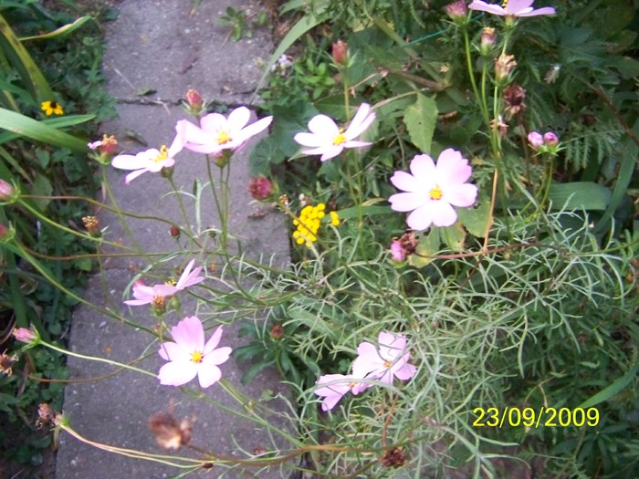 100_1842 - Toamna in curte  Timisoara