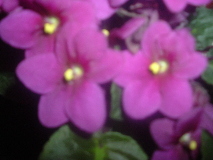 DSCF9289; violeta grena
