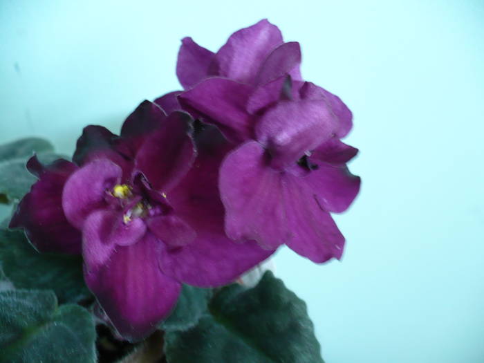 Vampire' s Kiss - Saintpaulia - violete de camera