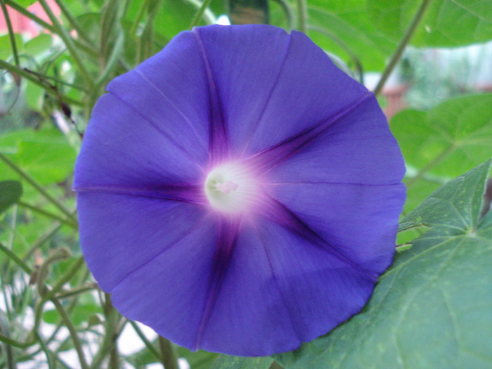 Blue Morning Glory (2009, Sep.12) - 09 Garden in September