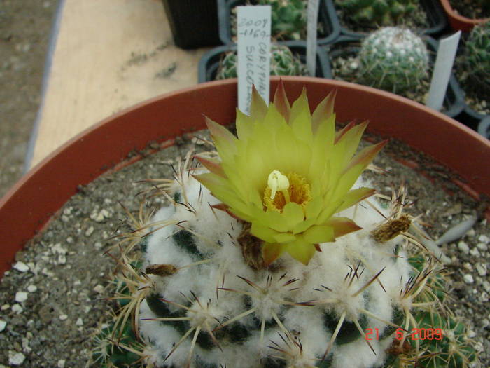 DSC06245
