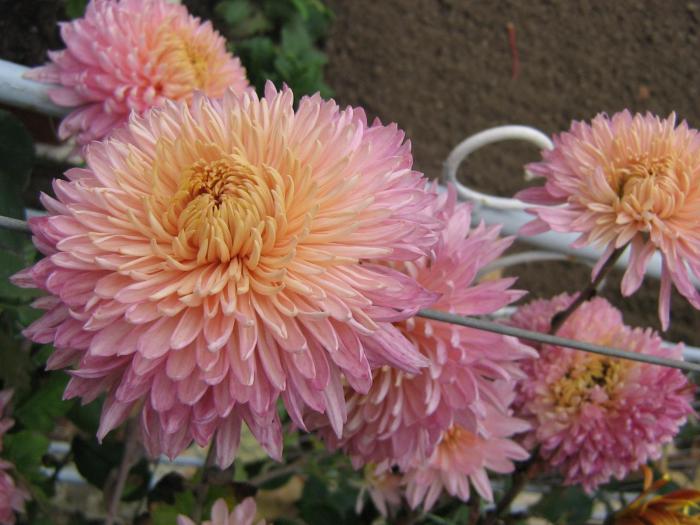 picture 451 - crizanteme  2008