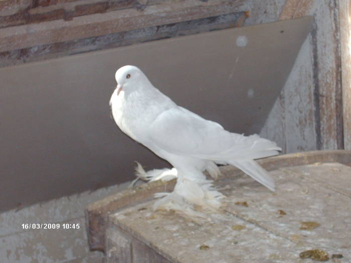 HPIM1761 - 6-gusati de pomerania-2009