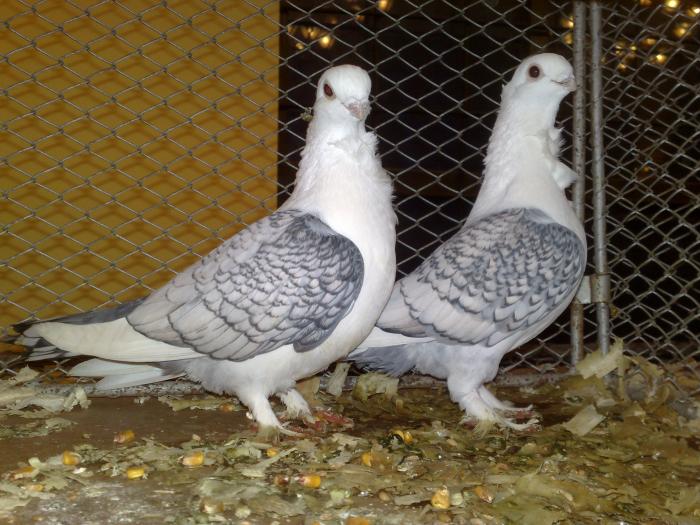 2009-02-15_14-35-26_150220091151