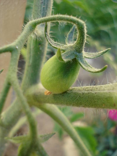 Tomato Yellow Pear (2009, June 10)