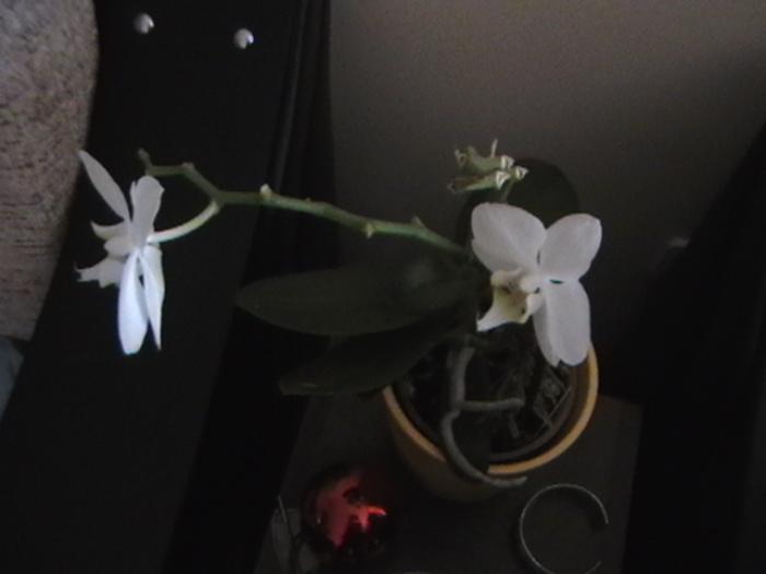11.01 - orhidee 2009
