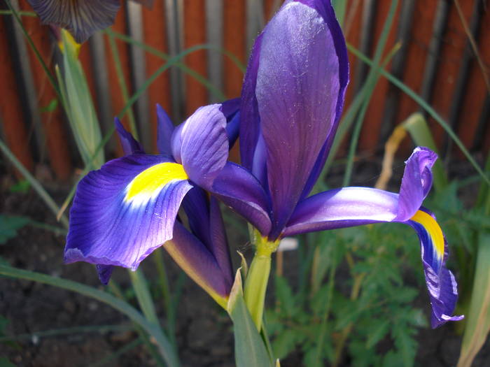 Iris Blue Magic (2009, May 24)