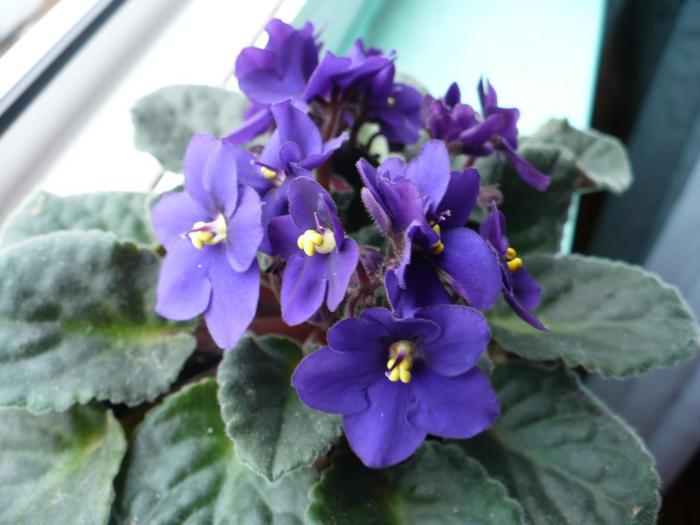 P1060305 - Violete africane
