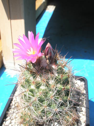 Coryphantha pussiliflora - 26.06 - Coryphantha