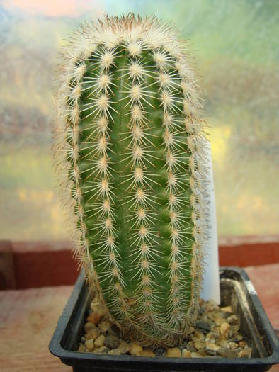 Echinocereus pectinatus