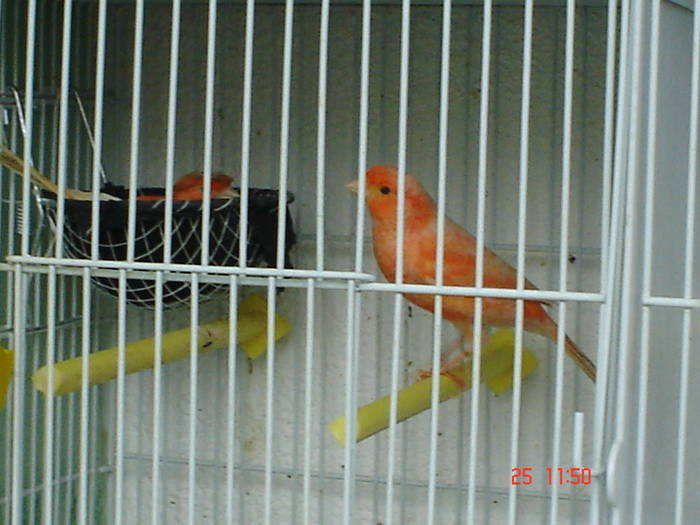 DSC03456 - PASARI CARE NU LE MAI AM - CANARI