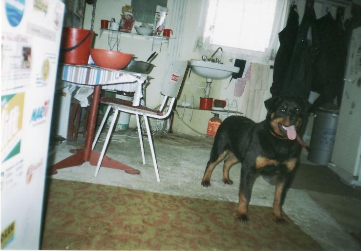 tyra v hause onul(la 6 luni); canisaradudebrasov a achizitionat in anul 2004 aceasta femela de rottweiler.Are ca parinti:tata-chuc

