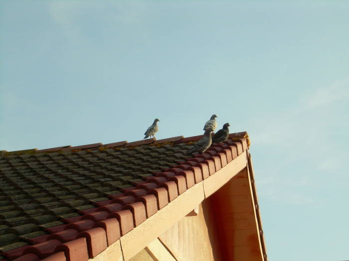 15.03.2009 025; la soare

