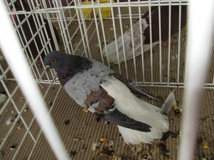 vargat 4 - 1506 2 porumbei rz