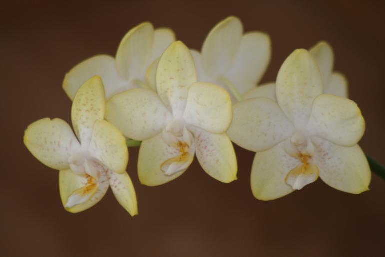 phalaenopsis 