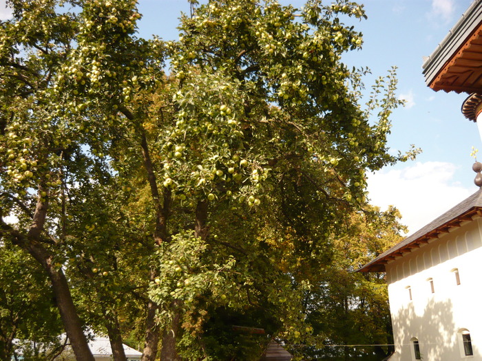 P1010321; Mar cu mai multe fructe decit frunza (Man. Varatec)
