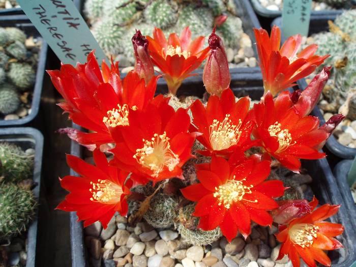 Rebutia heliosa v theresae