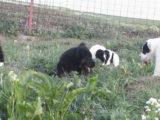 poze 04.05.2009 082