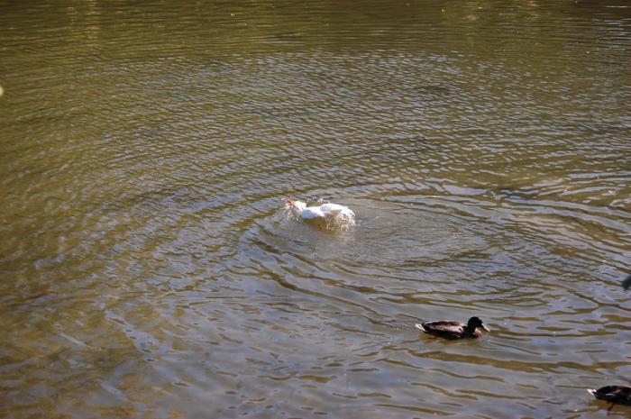 DSC_0258_resize - Bois de coulogne