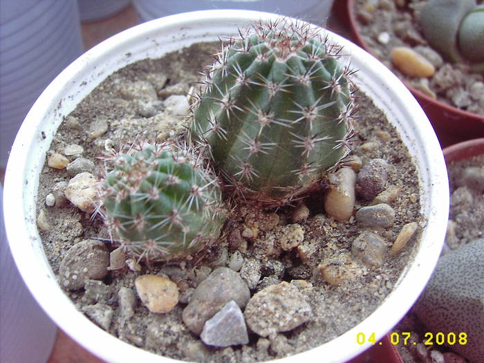 Lobivia arachnacantha