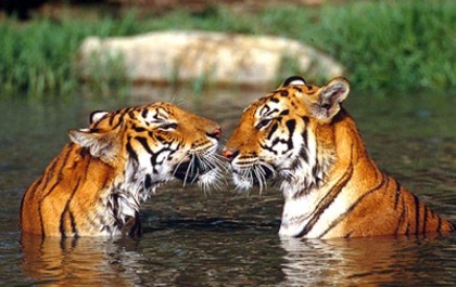 Iubire intre tigri - Tigri