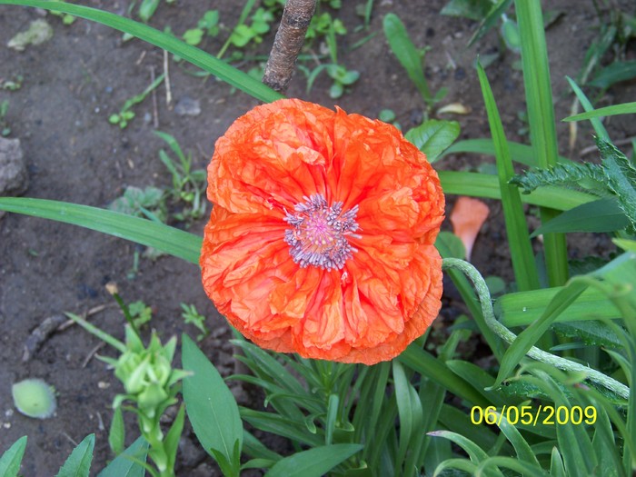 100_1536 - Primavara in curte  Timisoara