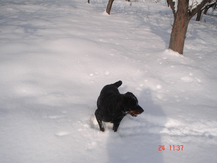 DSC08745 - Bella ianuarie 2010