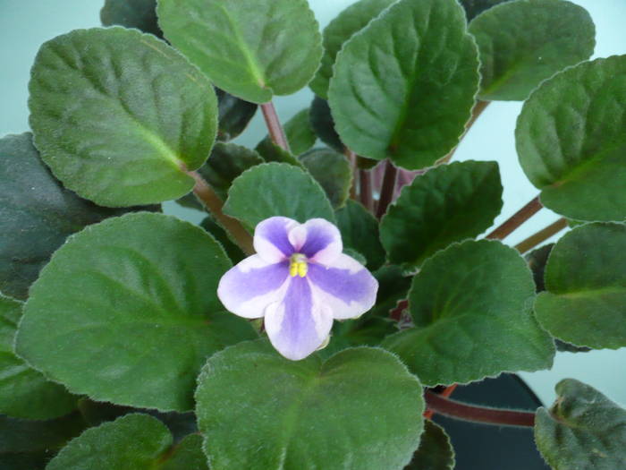 P1110155 - Saintpaulia - violete de camera