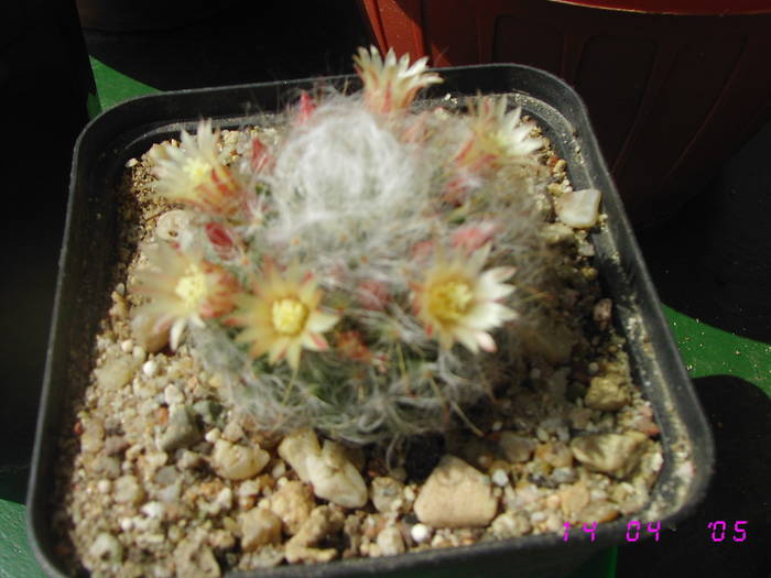 Mammillaria bocasana