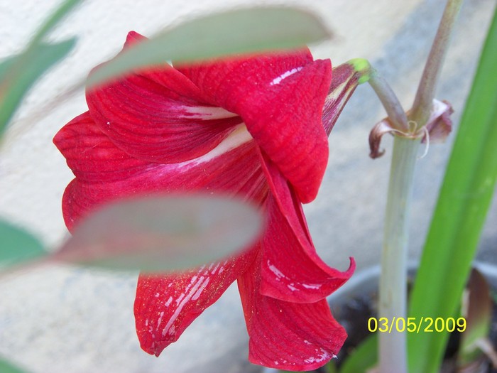 100_1411 - Primavara in curte  Timisoara