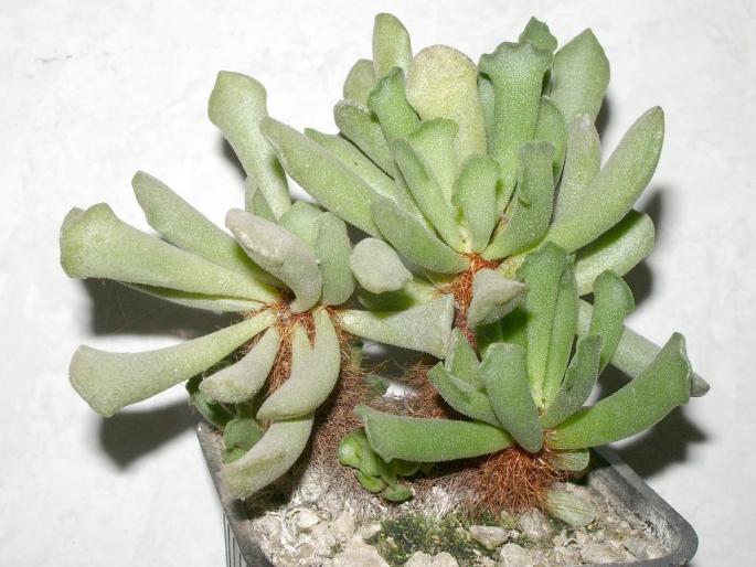 Adromischus