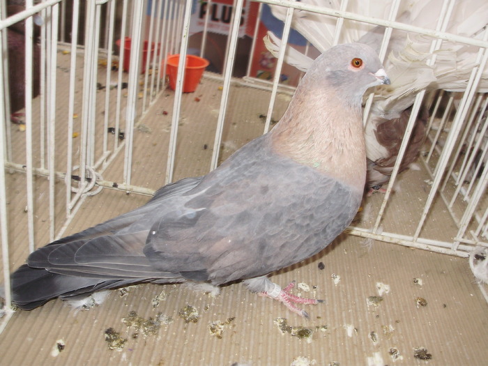 swift egiptean 4