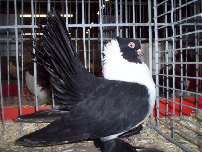  zburator de Rostov\"Kaciuni\" - rase de porumbei de care as dori sa achizitionez